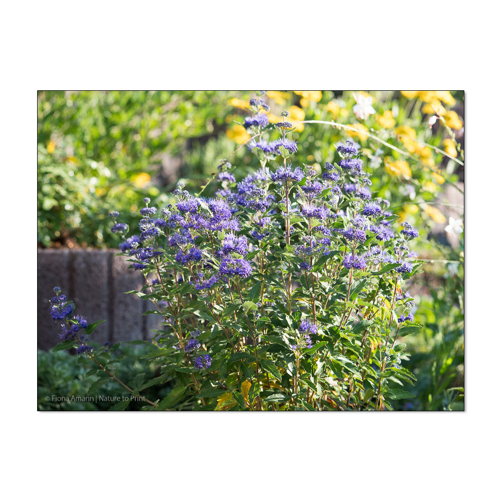 Die Bartblume, blaue Blüten für sonnige, trockene und warme Standorte