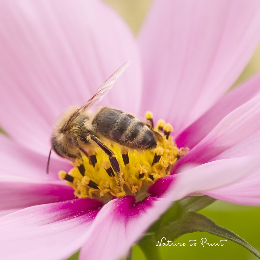 Bienen retten in 10 Schritten. Tipps für Bienenfreunde.