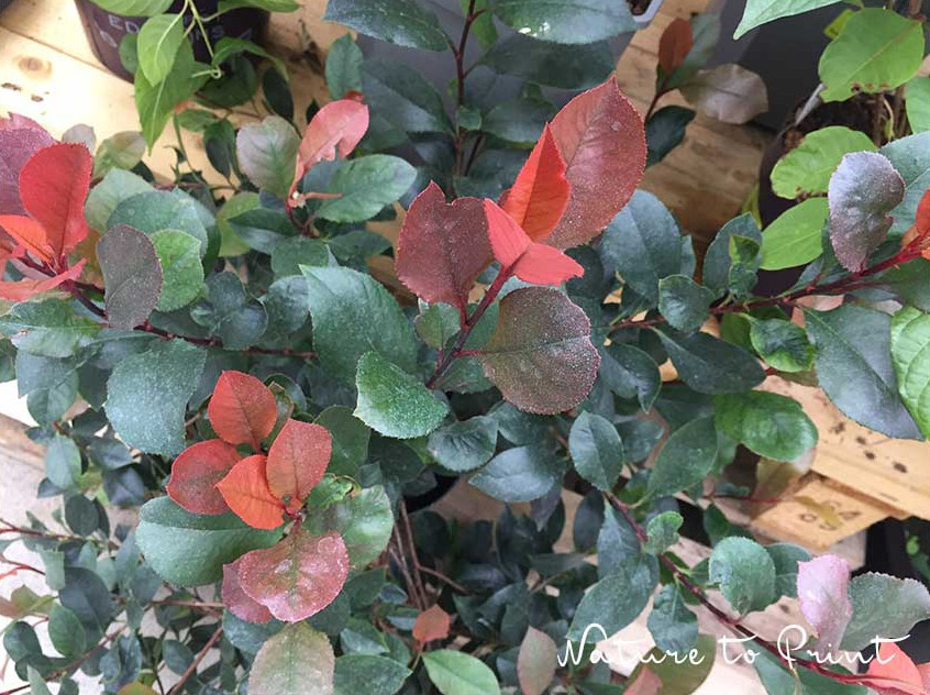 Die rotlaubige Glanzmispel ist das ganze Jahr über attraktiv