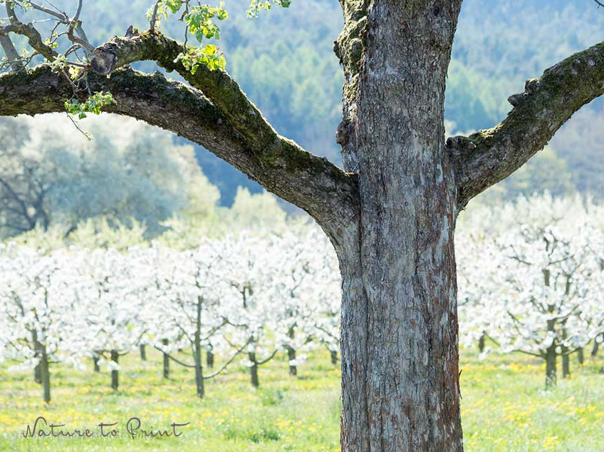 Auch dieser alte Kirschbaum darf noch bleiben. Was für ein Glück.