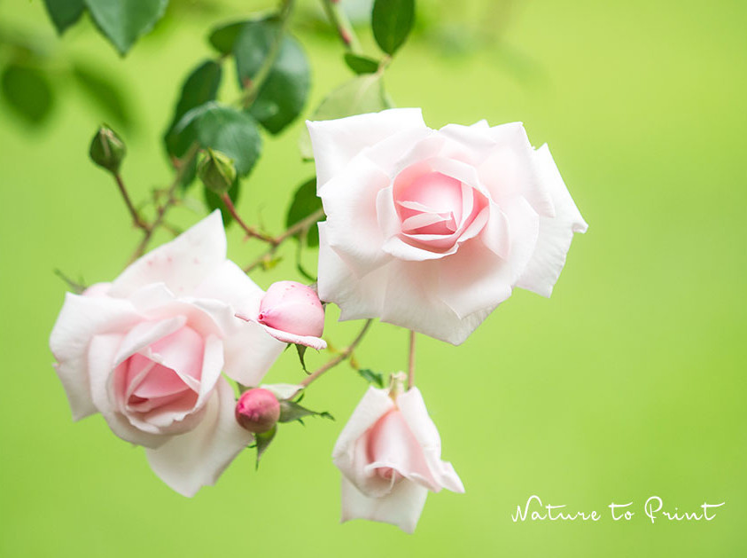 Kletterrose New Dawn trägt büschelweise Blüten im zartesten Porzellanrosa