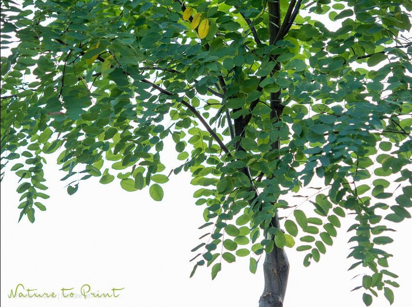 Robinie Casque Rouge im September