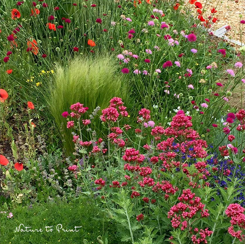 Blühstreifen entlang der Gärtnerei Landgraf in Eckental