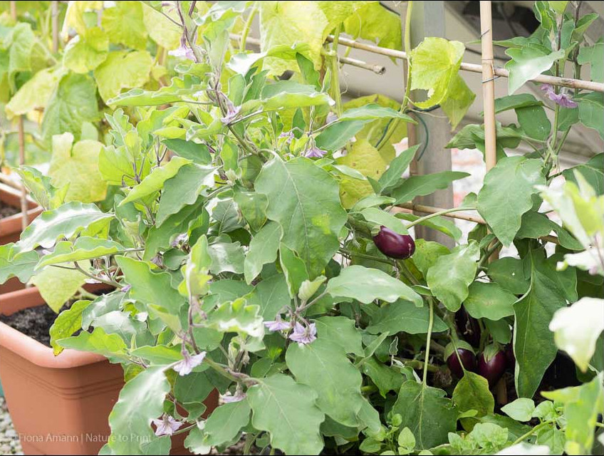 Wann sind Mini-Auberginen reif?