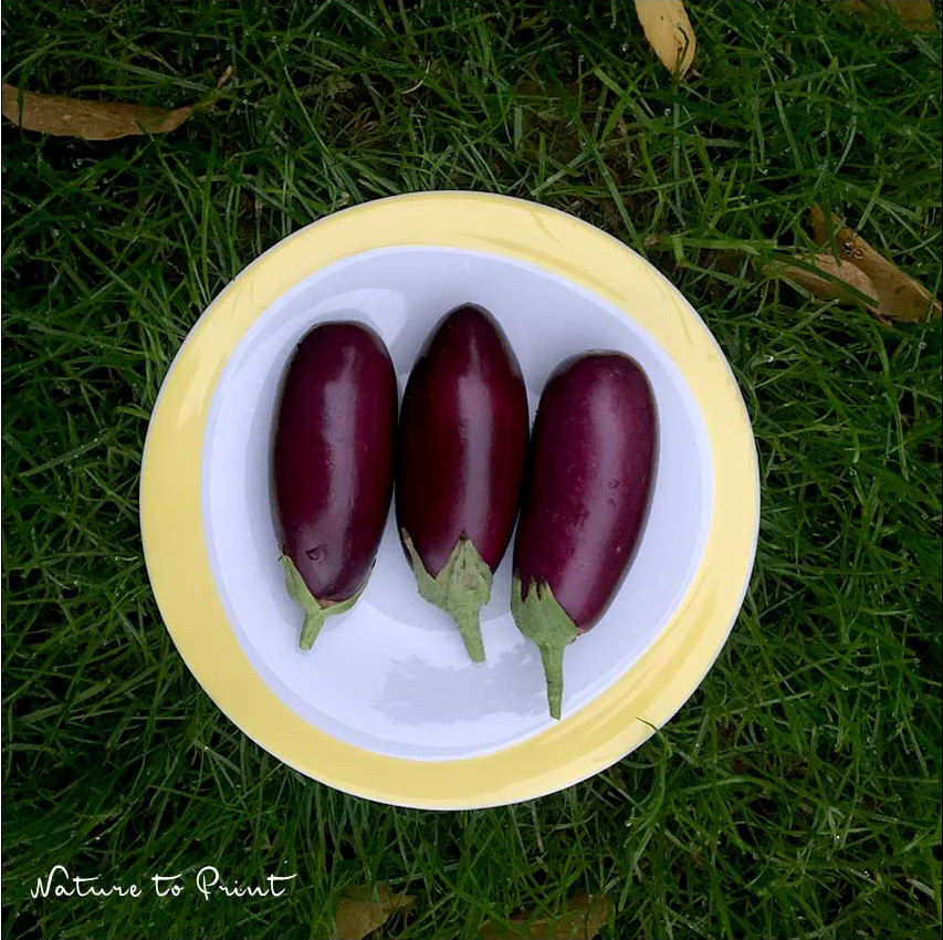 Mini-Auberginen ernten im Oktober. Extra lange Freude an frischem Gemüse aus dem Garten.