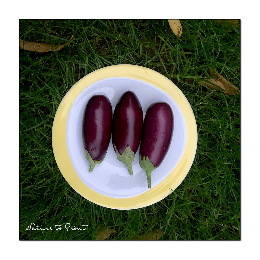 Mini-Auberginen ernten im Oktober. Extra lange Freude an frischem Gemüse aus dem Garten.