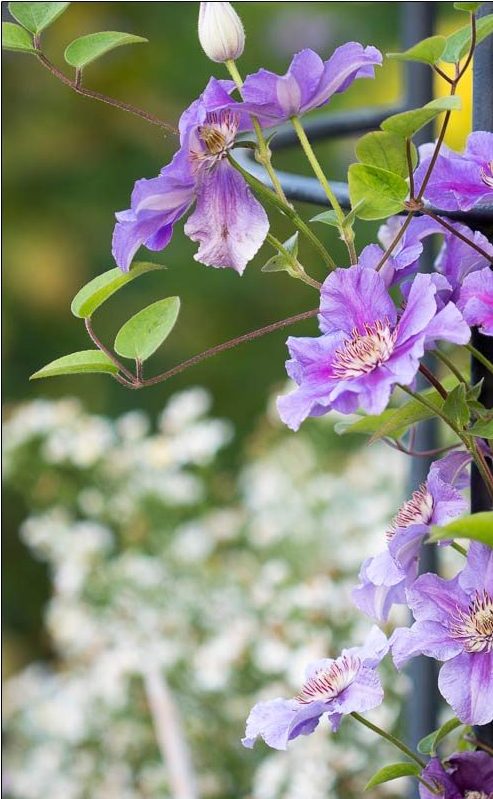 Clematis richtig schneiden: Clematis-Hybride Ashva gehört zur Schnittgruppe 3