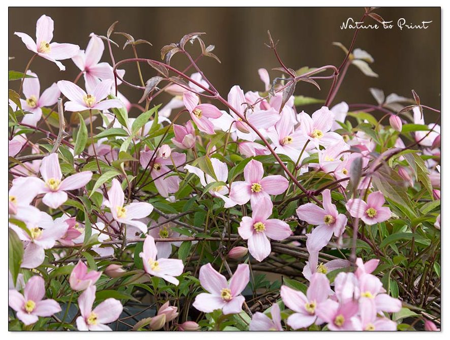 Clematis schneiden. C. alpina Rubens
