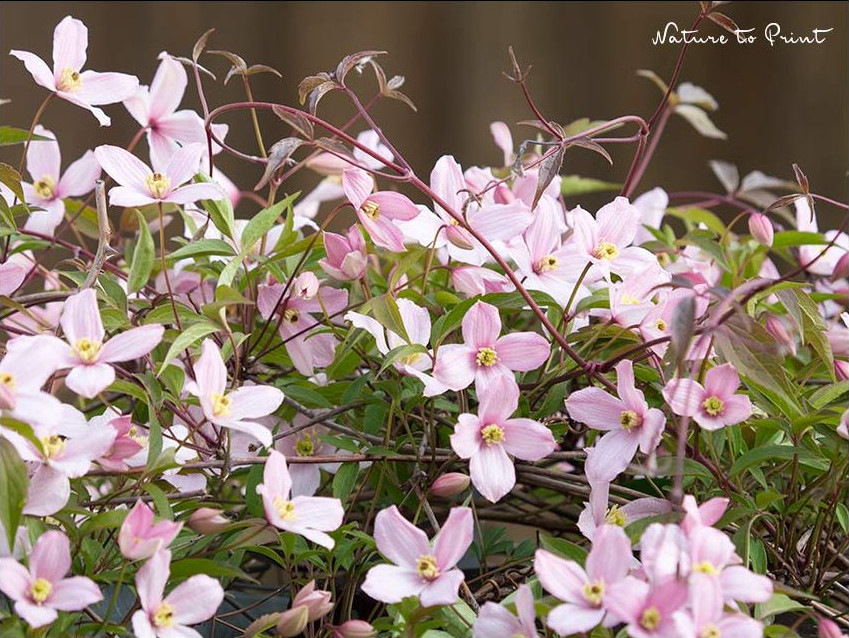 Clematis schneiden. C. alpina Rubens