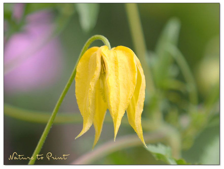 Clematis tibetana subsp. tangutica