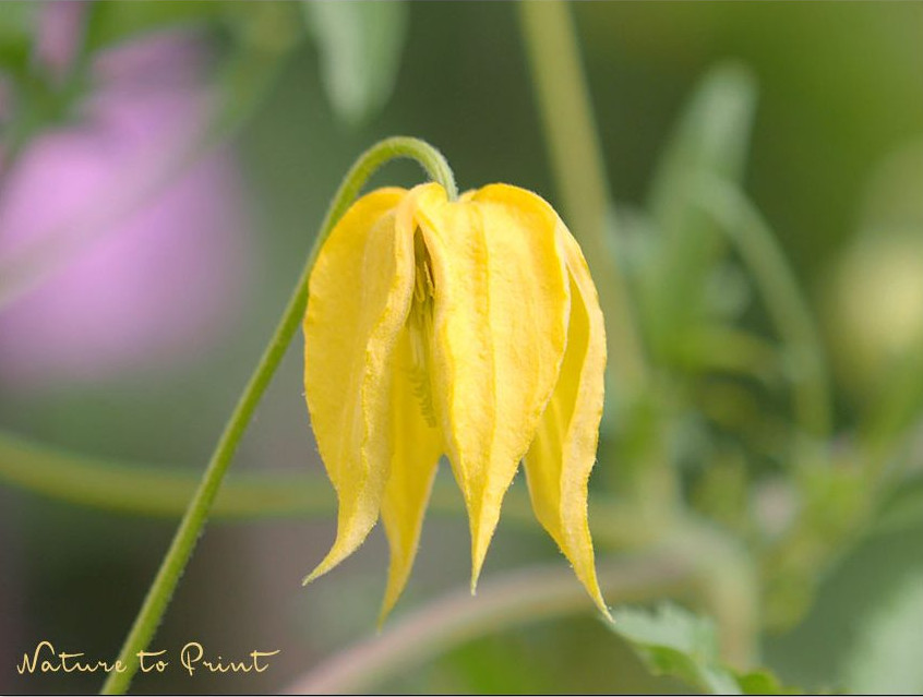 Clematis tibetana subsp. tangutica