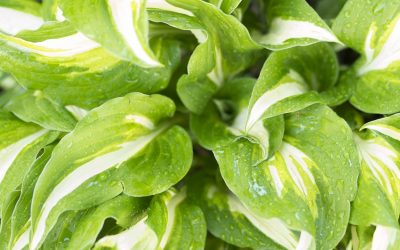 Endlich gesunde Funkien/Hostas. Aus Liebe zum Schattengarten.
