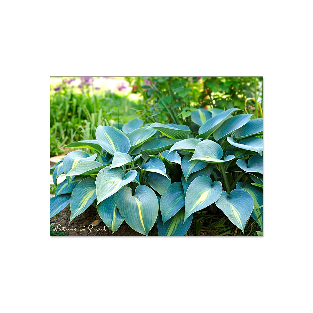 Die bezaubernde Hosta Juni ist eine schneckenresisten Sorte mit blau bereiften Blättern