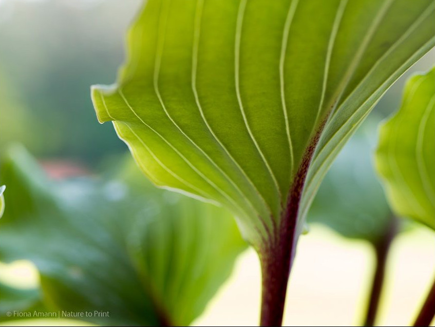 Austrieb einer Hosta mit markantem roten Stiel im Topfgarten Austrieb einer rotstieligen Hosta im Topfgarten