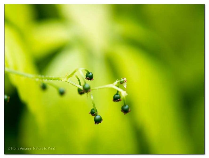 Anfang Oktober erscheinen dunkle, etw 5-8 mm große Beeren.