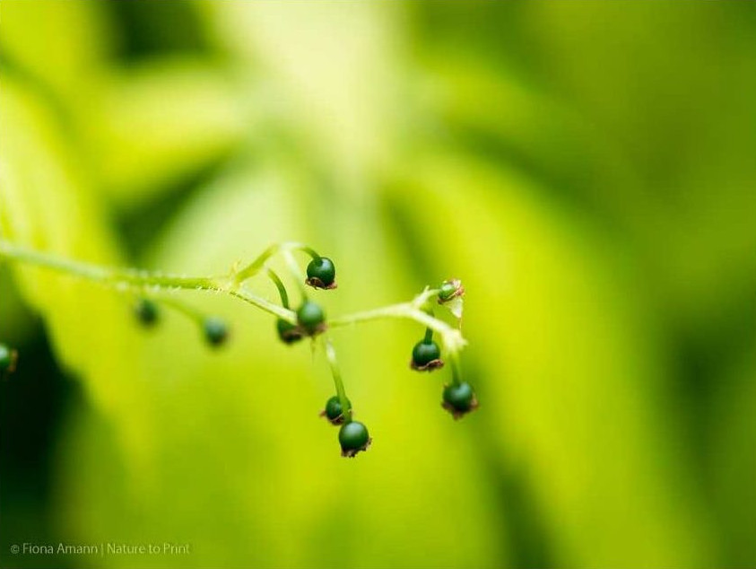 Anfang Oktober erscheinen dunkle, etw 5-8 mm große Beeren.