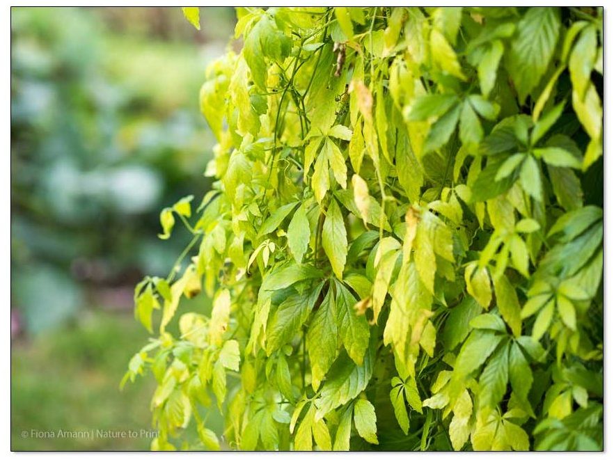 Im Oktober färben sich die Blätter gelb, gleichzeitig erscheinen dunkle, winzige Beeren.