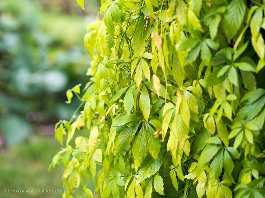Im Oktober färben sich die Blätter gelb, gleichzeitig erscheinen dunkle, winzige Beeren.