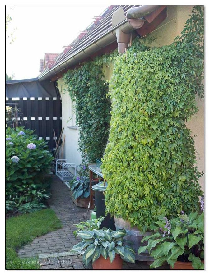 Jiaogulan im September. Das Dach ist erreicht. Von nun an geht es waagerecht weiter am Seil unter der Traufe entlang.