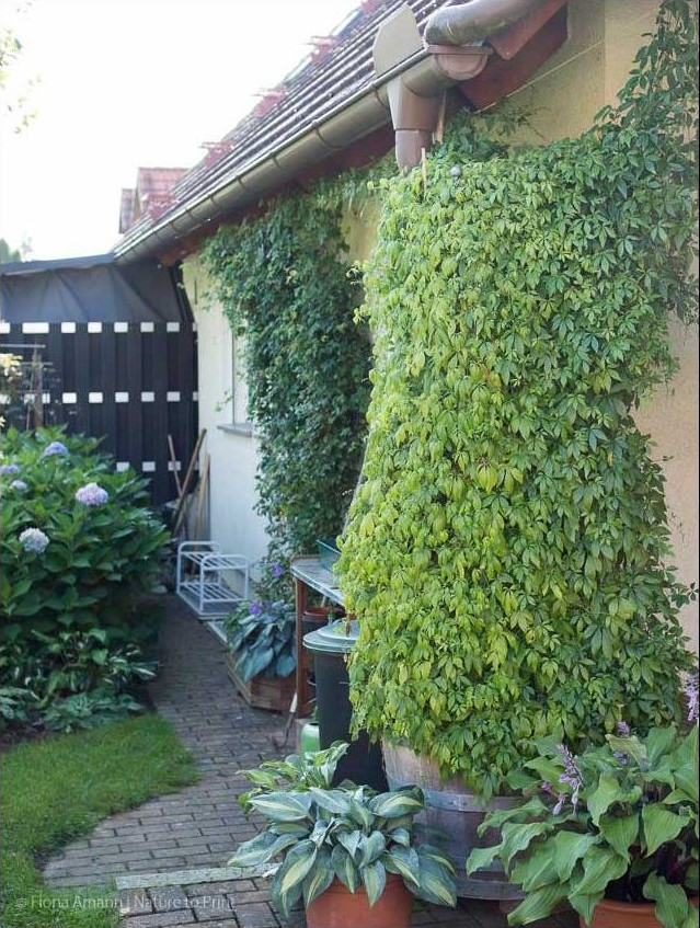 Jiaogulan im September. Das Dach ist erreicht. Von nun an geht es waagerecht weiter am Seil unter der Traufe entlang.