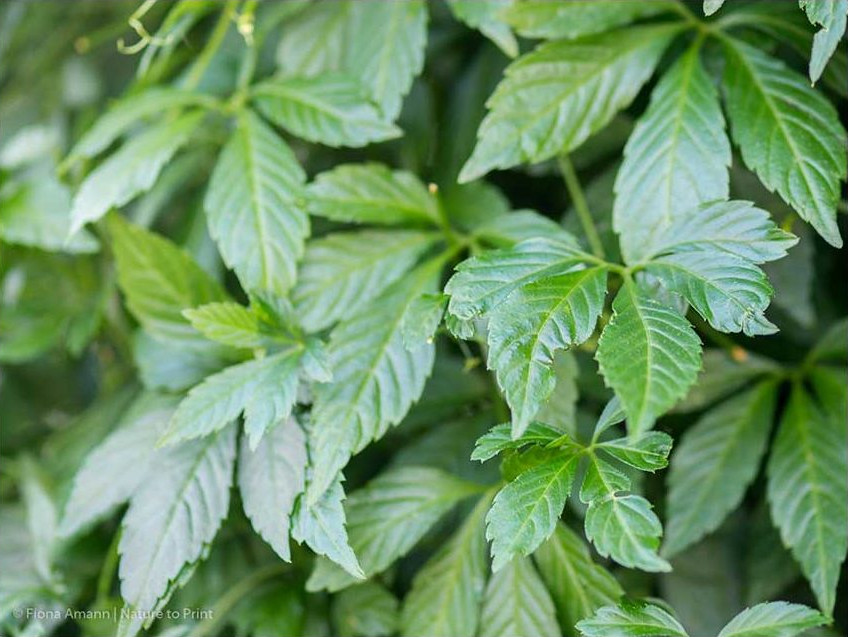 Dichtes sattgrünes Laub hält alle Blicke der Nachbarn zuverlässig ab