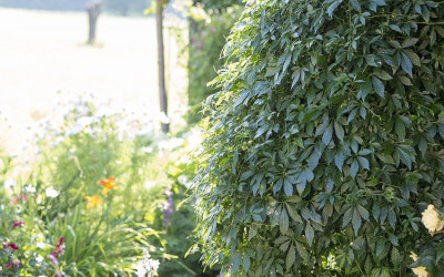 Faszination Jiaogulan, das Kraut der Unsterblichkeit