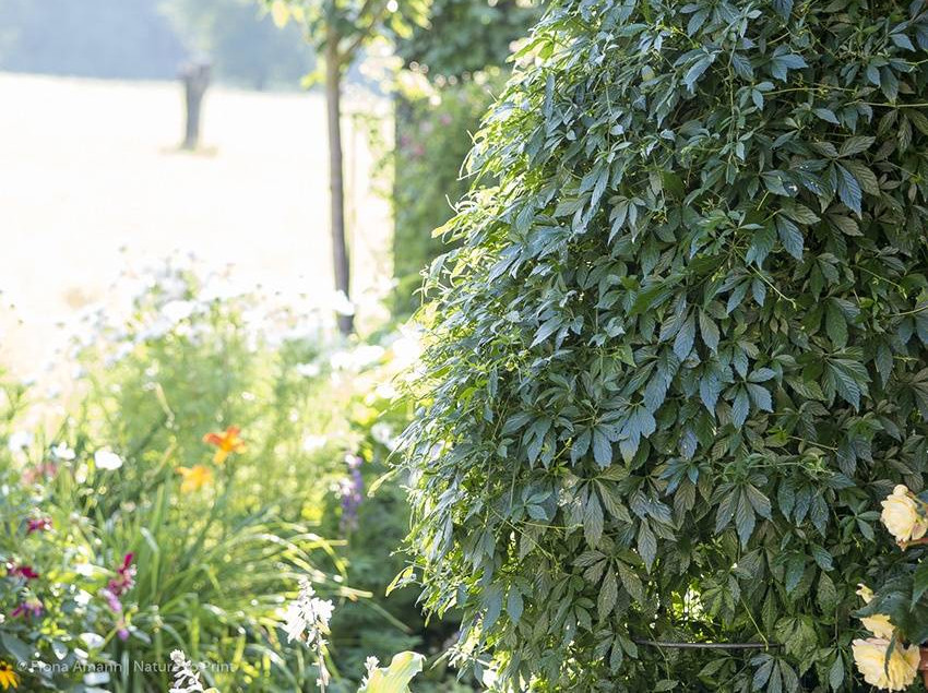 Faszination Jiaogulan, das Kraut der Unsterblichkeit: Ende Juni erreicht die Kletterpflanze die 1,50 Meter-Marke.