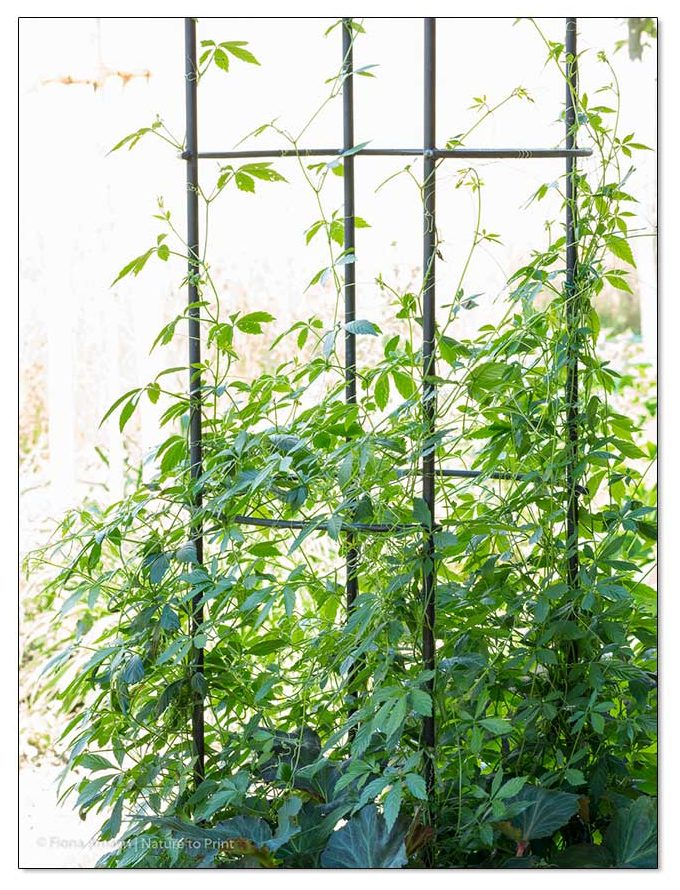 Jiaogulan, das Kraut der Unsterblichkeit, Austrieb Ende Mai, Anfang Juni