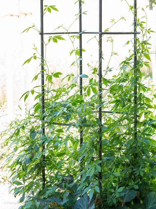 Jiaogulan, das Kraut der Unsterblichkeit, Austrieb Ende Mai, Anfang Juni