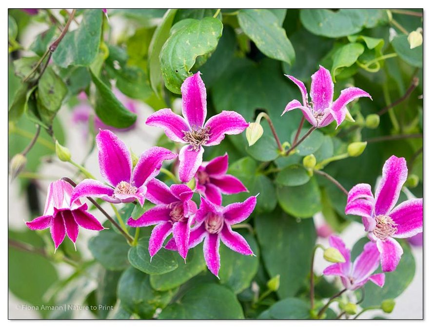 Schnittgruppe 3, Clematis texensis Peveril Profusion BFCC