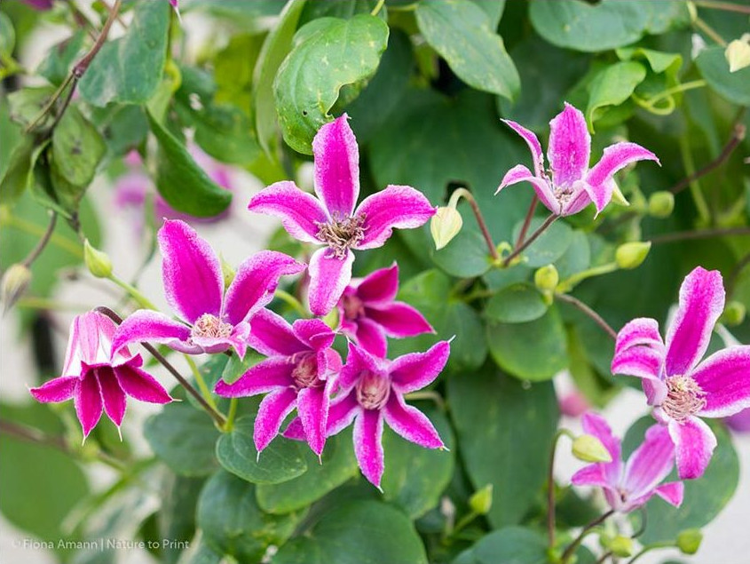 Schnittgruppe 3, Clematis texensis Peveril Profusion BFCC