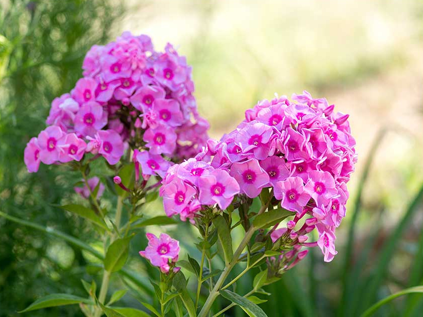 Phlox Flammenblume Herbstwalzer. Spät blühende, gesunde Gartenstaude