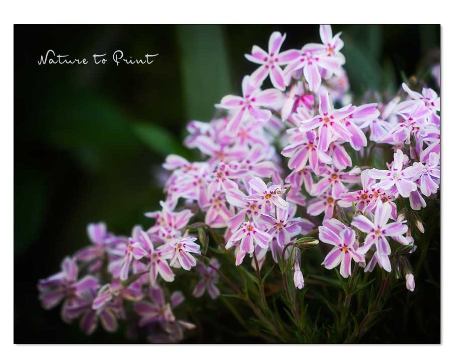 Poster-Phlox Candy Stripes