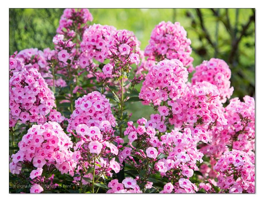 Phlox Herbstwalzer. Spät blühende, gesunde Flammenblume