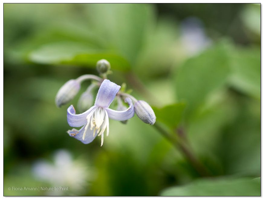 Staudenclematis, Teppichclematis Stanislaus schneiden