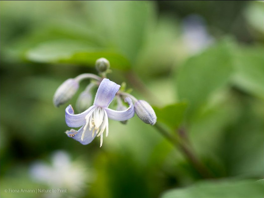 Staudenclematis, Teppichclematis Stanislaus schneiden