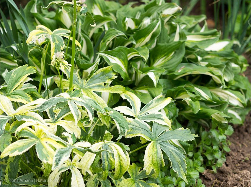 Weiße Sterndolde mit panaschiertem Laub neben zweifarbiger Hosta Schneefeder Weiße Sterndolde mit panachiertem Laub neben Hosta Schneefeder