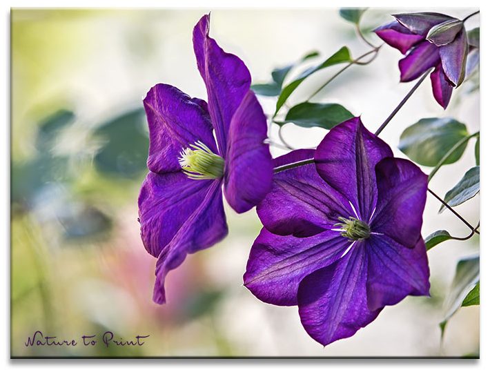 Ein Klassiker unter den Clematis: Jackmanii, blüht gerne im Herbst ein zweites Mal. Bekannte Clematis Jackmanii blüht im Herbst noch einmal