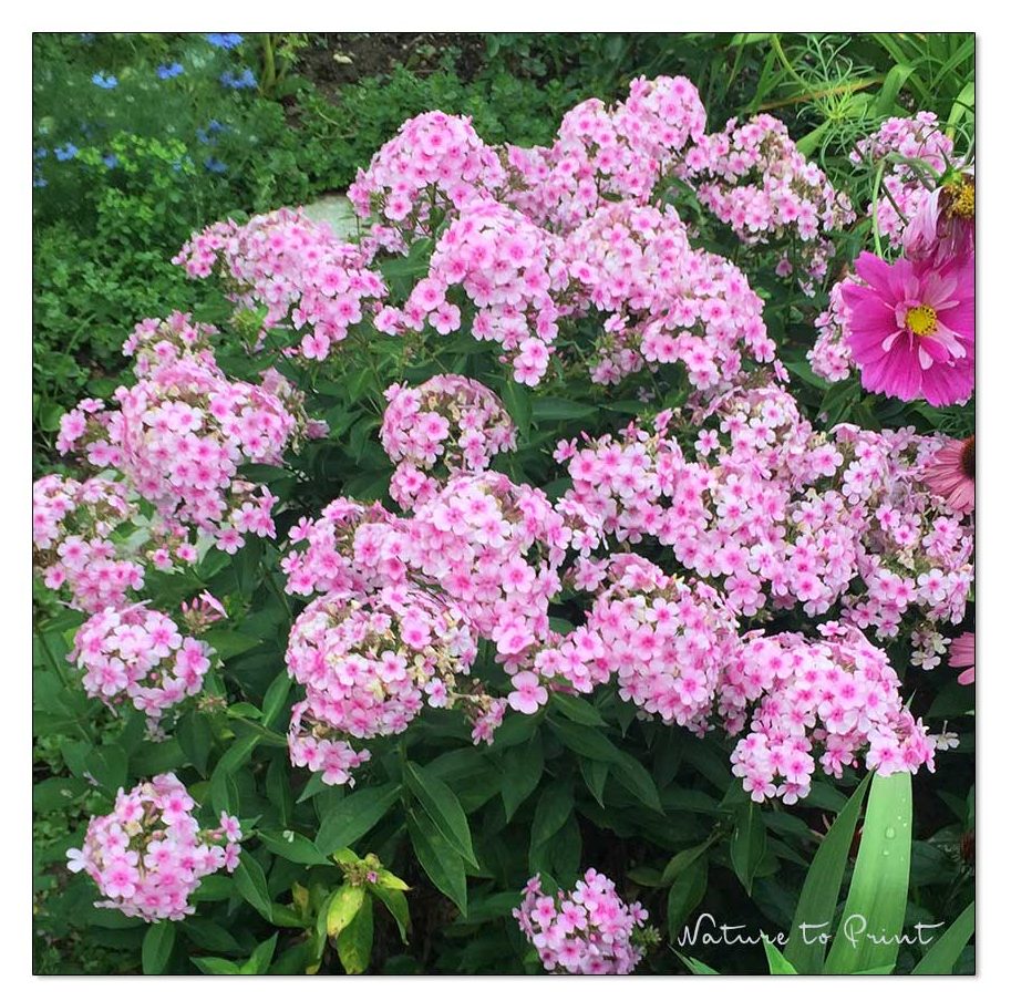 Sommer-Phlox paniculata Kirmesländer blüht überreich und duftet