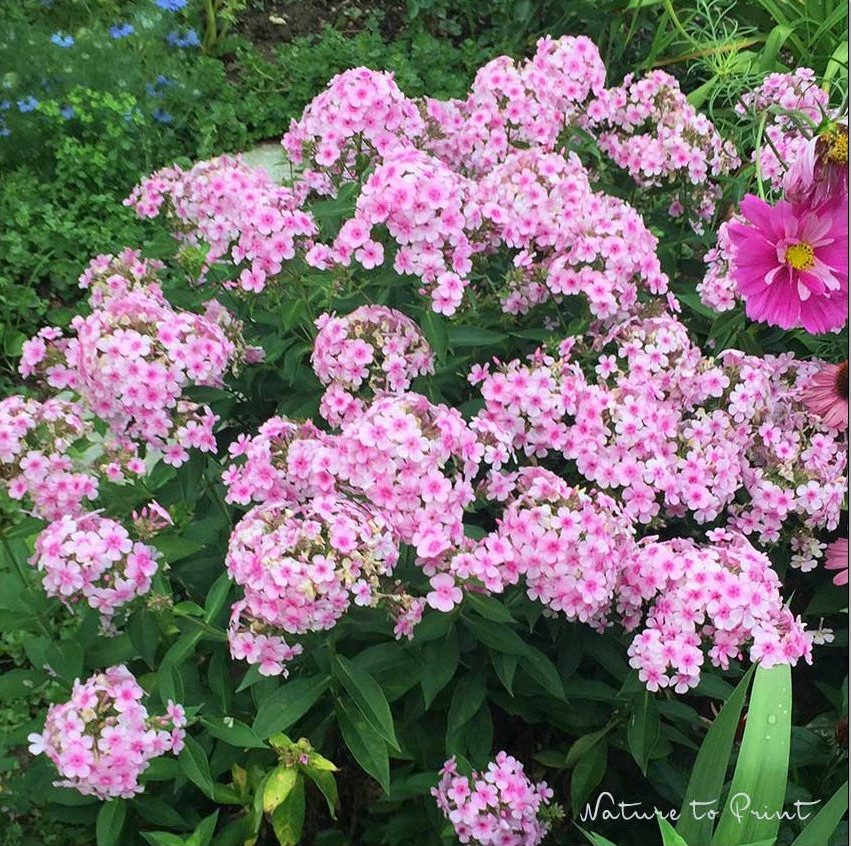Sommer-P. paniculata Kirmesländer blüht überreich und duftet