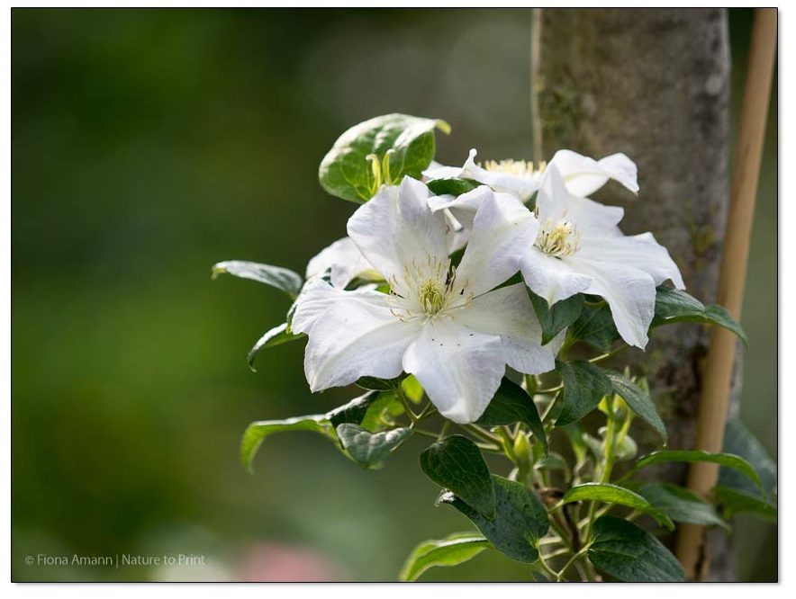 Clematis Madame Le Coultre, Schnittgruppe 2/3