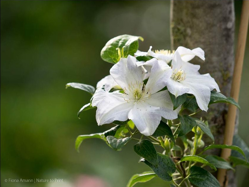 Clematis Madame Le Coultre, Schnittgruppe 2/3