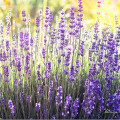 So blüht Lavendel zweimal im Jahr, bleibt gesund und kompakt. 5 Mit dem richtigen Schnitt zur richtigen Zeit: Lavendel blüht zweimal im Jahr.