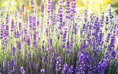 So blüht Lavendel zweimal im Jahr, bleibt gesund und kompakt.
