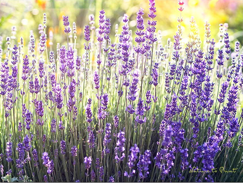 So blüht Lavendel zweimal im Jahr, bleibt gesund und kompakt.