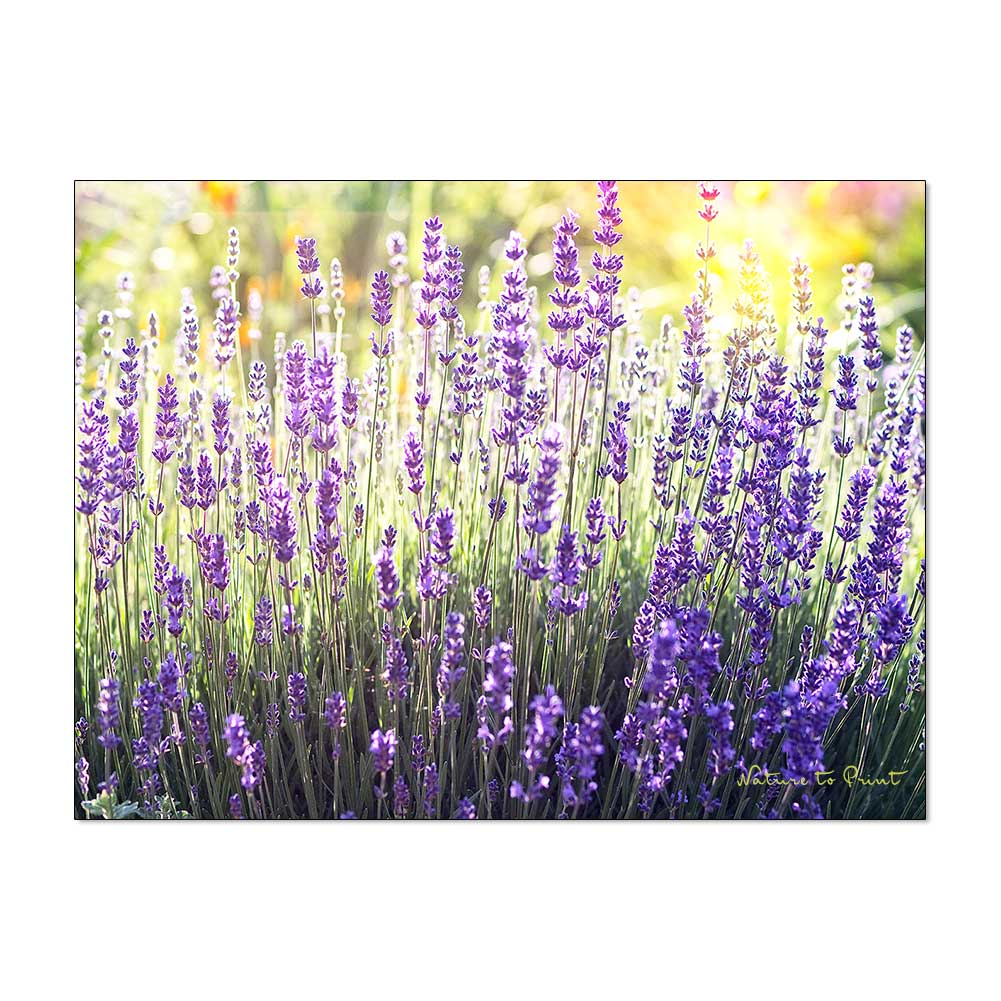 Mit dem richtigen Schnitt zur richtigen Zeit: Lavendel blüht zweimal im Jahr.