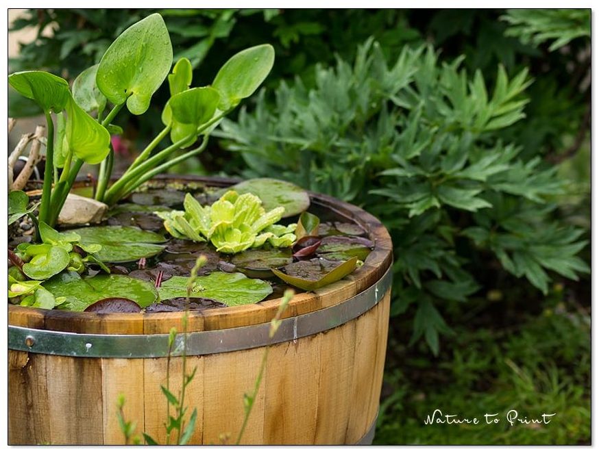Ein halbes Weinfass als Miniteich macht Gärtnern, Vögeln und Insekten Spaß Ein Weinfass als Miniteich macht allen viel Spaß