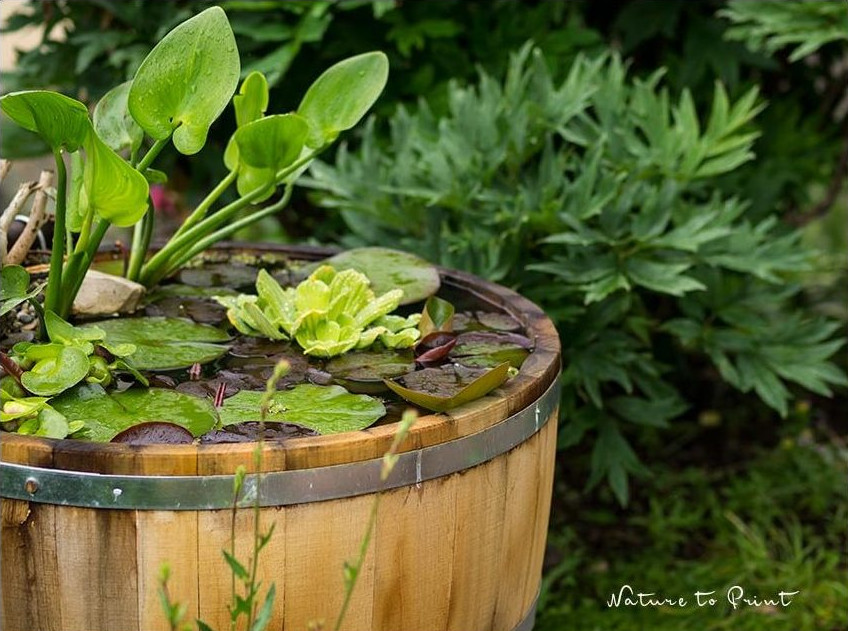 Ein Weinfass als Miniteich macht allen viel Spaß