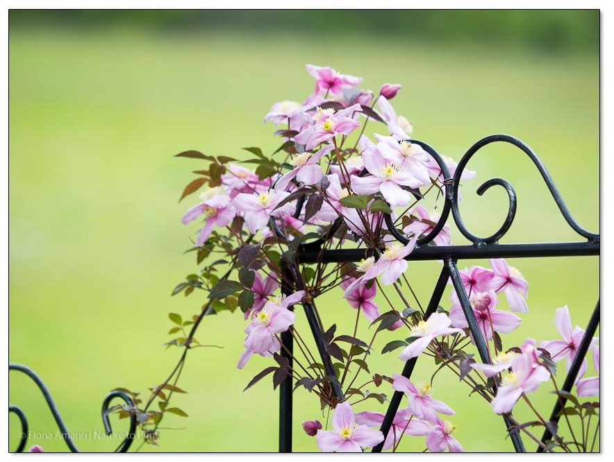 Ein Rankgitter für Clematis ist gleichzeitig Sing- und Sitzwarte für Gartenvögel Ein Rankgitter für Clematis und gleichzeitig Sing- und Sitzwarte für Gartenvögel