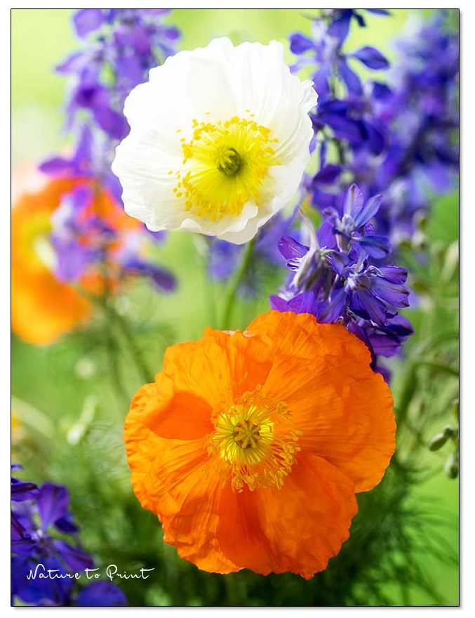 Blumenbild auf Leinwand mit Islandmohn und Einjährigem Rittersporn